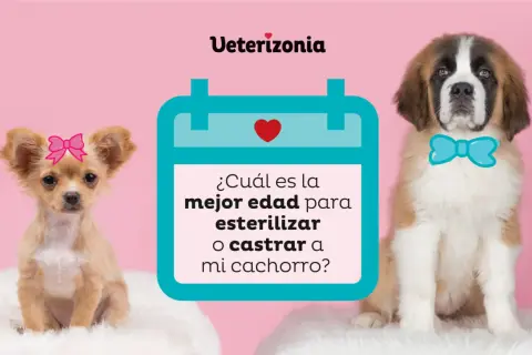 Cachorro chihuahua con lazo rosa y San Bernardo con pajarita azul. ¿Cuánto cuesta castrar un perro?