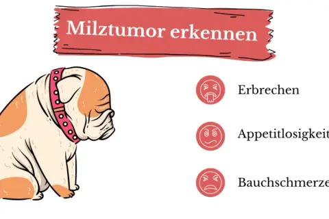Ein trauriger Hund mit einem roten Halsband. Daneben: Erbrechen, Appetitlosigkeit, Bauchschmerzen – Anzeichen für einen Milztumor beim Hund.