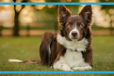 Uroczy border collie miniaturka leży na trawie, z uwagą wpatrując się w obiektyw.