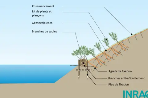 Illustration d'une technique de stabilisation de berge avec des plantes de berges humides, géotextile coco, et branches de saules.