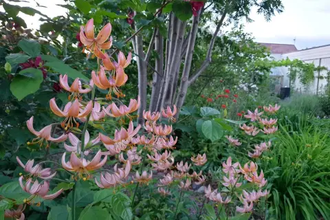 En trädgård med koreansk blomsterkornell i blom. Blommorna är rosa med orange prickar och hänger ner från stjälkarna.
