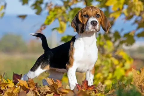 Młody beagle w jesiennych liściach. Zastanawiasz się, ile żyją beagle? Ten energiczny piesek z pewnością będzie towarzyszył Ci przez wiele lat.