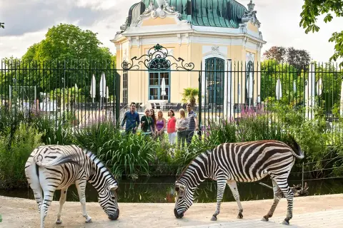 Dwie zebry pasą się przed pięknym, żółtym budynkiem w zoo w Wiedniu. Grupa ludzi obserwuje zwierzęta.