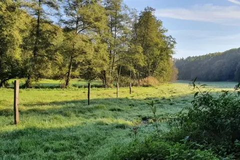 Morgendlicher Tau auf einer Wiese, ideal für eine Wanderung wie bei Neandertalern. Holzpfähle markieren einen Weg durch das Gras.