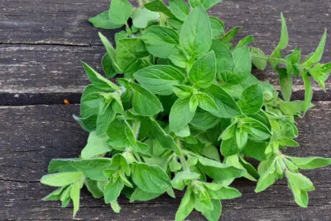 Frischer Oregano auf dunklem Holz. Bei Oregano Schwangerschaft ist Vorsicht geboten, da er in großen Mengen Wehen auslösen kann.
