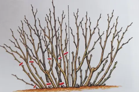 Ilustracja pokazuje prawidłowe cięcie porzeczki czerwonej. Krzew jest przycinany, usuwając stare i słabe pędy, co sprzyja lepszemu wzrostowi i owocowaniu.