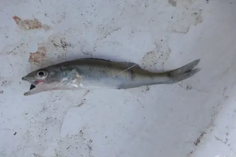 Ein kleiner Fisch mit geöffnetem Maul liegt auf schmutzigem Untergrund. Er könnte ein Leckerbissen für größere Raubfische sein, wie zum Beispiel Zander.