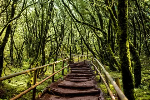 Magiczny las wawrzynowy na La Gomera. Kamienne schody prowadzą przez gęsty, porośnięty mchem las, tworząc jedne z najpiękniejszych atrakcji wyspy.