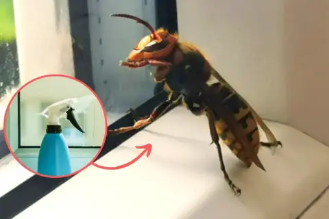 Duży szerszeń obok niebieskiego sprayu w kółku.