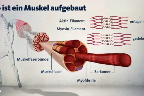 So ist ein Muskel aufgebaut: Illustration zeigt Muskelfaserbündel, Muskelfasern und Myofibrillen mit Aktin- und Myosin-Filamenten. Wichtig für Fitness und Muskelaufbau.
