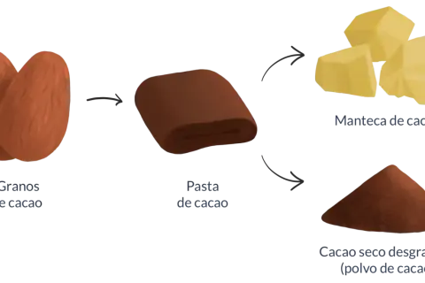 Proceso del cacao: granos, pasta, manteca y polvo. Descubre las **cacao puro propiedades** y sus usos.