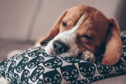 Śpiący beagle na poduszce z kotami. Czy psy mają sny? Ten piesek pewnie śni o gonieniu za piłką.