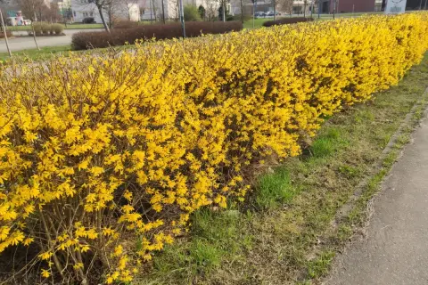 Krzewy forsycji odmiany w pełnym rozkwicie tworzą żywopłot pełen słońca.