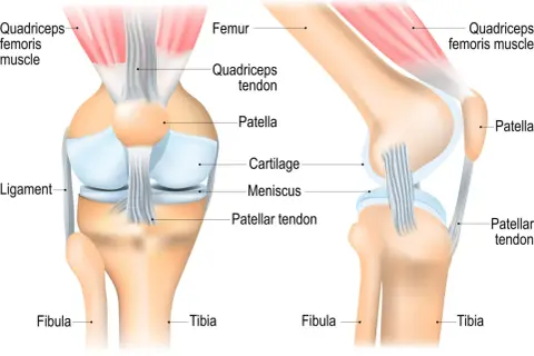 Anatomie des Kniegelenks: Femur, Patella, Meniskus, Knorpel, Sehnen und Bänder. Die Gelenkkapsel des Knies schützt diese Strukturen.