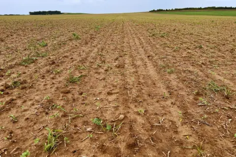 Pole uprawne z młodymi chwastami wyrastającymi z brązowej ziemi.