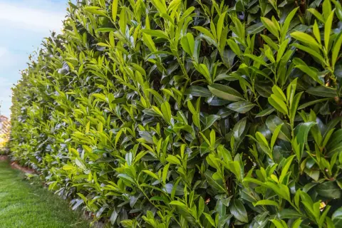 Un seto de laurel frondoso y verde, listo para ser podado. Las hojas brillan bajo el sol, esperando el corte que le dará forma.