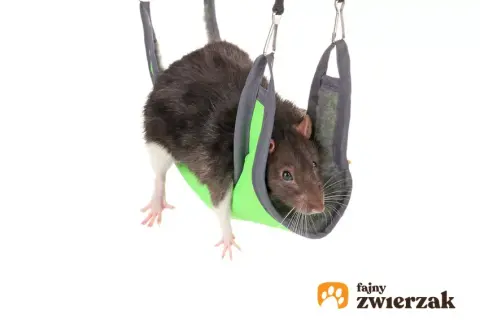 Samodzielne zabawki dla szczura: Bezpieczne DIY i super pomysły