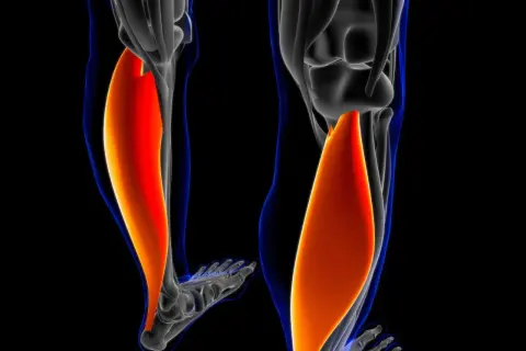 Der **soleus muskel** ist ein wichtiger Muskel im Unterschenkel, der für die Plantarflexion des Fußes zuständig ist.