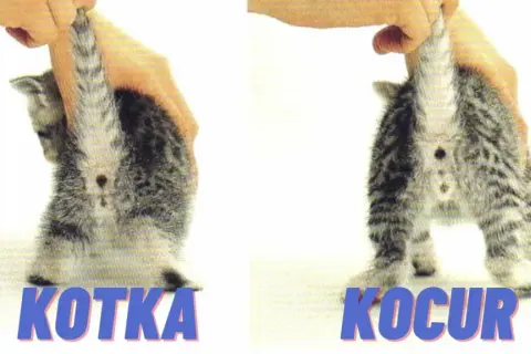 Jak odróżnić kota od kotki małe - uniknij błędów w identyfikacji