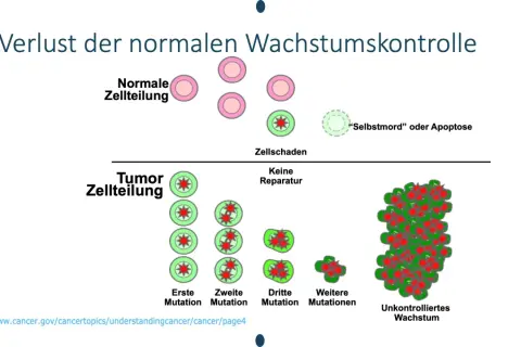 Verlust der normalen Wachstumskontrolle: Normale Zellen teilen sich, beschädigte Zellen sterben ab. Bei Tumor-Zellteilung, ohne Reparatur, kommt es zu c-Zell-Hyperplasie und unkontrolliertem Wachstum.