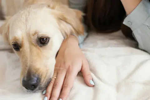 Złoty retriever kładzie głowę na dłoni właścicielki, jak pies przeprasza. Jego oczy wyrażają smutek i nadzieję na przebaczenie.