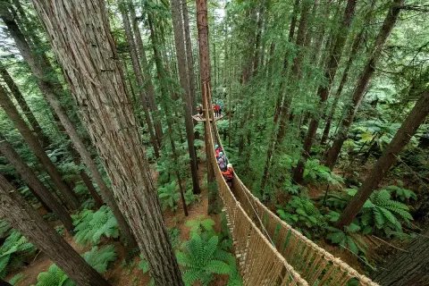Baumwipfelpfad in Rotorua, Neuseeland, mit Menschen auf Hängebrücken zwischen hohen Bäumen und Farnen.