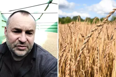 Rolnik ocenia jakość pszenicy orkisz, zastanawiając się nad ceną za tonę.