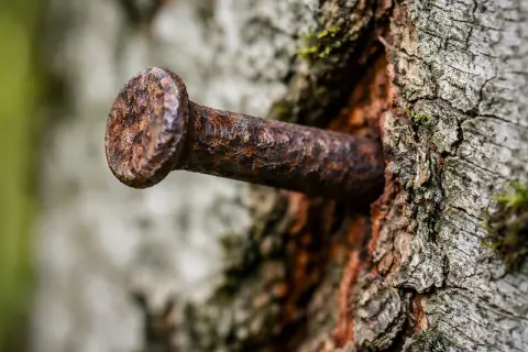 Ein rostiger kupfernagel baum, tief in die Rinde eines alten Baumes geschlagen. Die Zeit hat ihre Spuren hinterlassen.