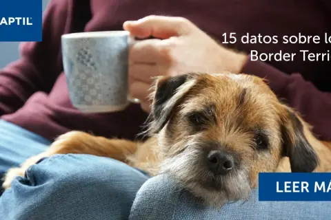 Un tierno border terrier descansa en el regazo de su dueño, quien sostiene una taza. Descubre 15 datos sobre esta raza.