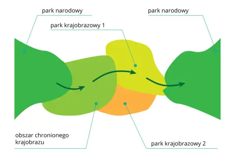 Schemat przedstawia powiązania między parkiem narodowym a parkiem krajobrazowym. Strzałki wskazują przepływ między obszarami.