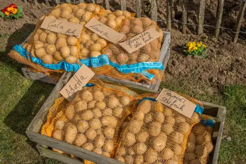 Säcke mit Kartoffeln, beschriftet mit Sortennamen wie "Gala" und "Laura", liegen in Holzkisten. Ein guter **Abstand** zwischen den Kisten lässt Platz für die Frühjahrsblumen.