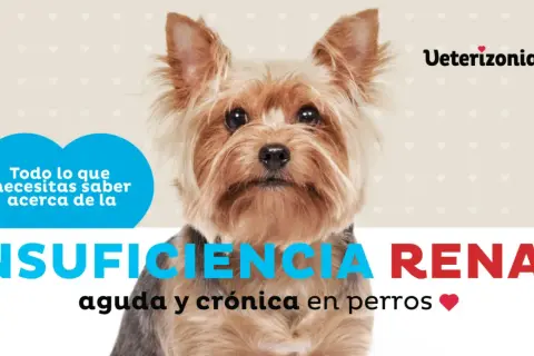 Adorable yorkshire terrier con texto sobre insuficiencia renal en perros. Información vital para dueños preocupados.