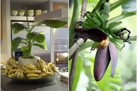 Bananowiec w domu, z pękiem zielonych bananów i kwiatem. Obok, na blacie, miska pełna dojrzałych bananów.