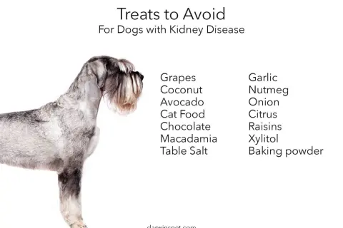 A schnauzer stands beside a list of foods to avoid for dogs with kidney disease, including grapes, chocolate, and garlic.