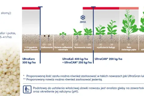 Jaki nawóz pod korzeń rzepaku? Odkryj skuteczne rozwiązania dla plonów