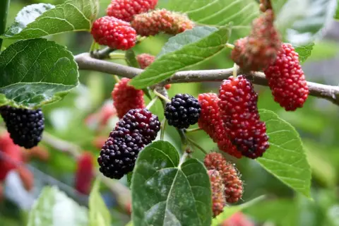 Ripe mulberries hang from a branch. A question often asked is: can dogs eat mulberries? Yes, in moderation.
