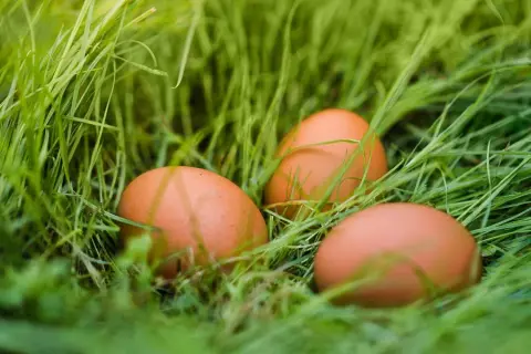 Trzy brązowe jajka ukryte w zielonej trawie. Ich naturalne jajka green shell właściwości są doceniane przez smakoszy.