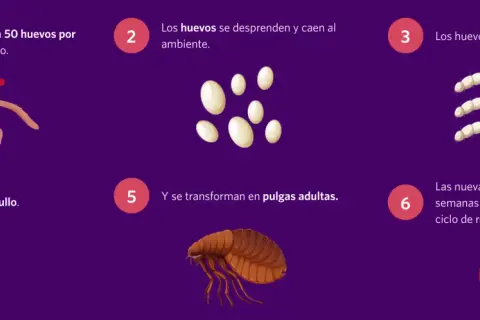 Ciclo de vida de las pulgas en gatos: huevos, larvas, capullos y pulgas adultas. Las pulgas ponen huevos en el gato, que caen al ambiente.