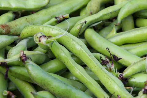Un mucchio di baccelli di fave verdi, pronti per la semina o per essere gustati.
