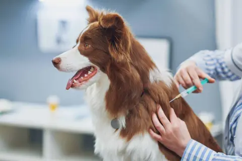 A veterinarian administers the leptospirosis vaccine for dogs to a brown and white dog.