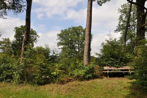 Holzbank am Hexenweg Friesenhagen, umgeben von üppigem Grün und hohen Bäumen. Ein friedlicher Ort zum Ausruhen.