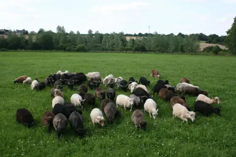 Un troupeau de moutons nains sans tonte broute paisiblement dans un pré verdoyant, sous le regard attentif d'un chien de berger.