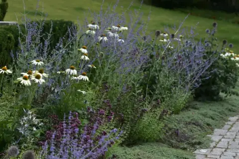 En vacker rabatt med vita echinaceablommor och lila lavendel. En perfekt plats för primula utomhus.