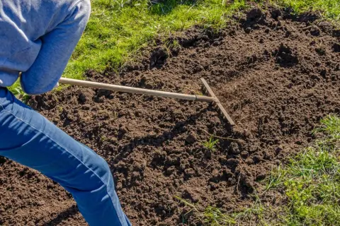 Osoba w dżinsach i szarej bluzie grabi ziemię na ugorze, przygotowując ją do sadzenia.