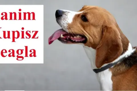Jak wytresować beagla? Poradnik dla upartych, ale kochanych psów