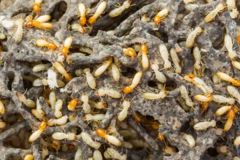 Un alveare brulicante di termiti, con molti esemplari chiari e alcuni con la testa arancione, che si muovono tra le gallerie del loro nido.