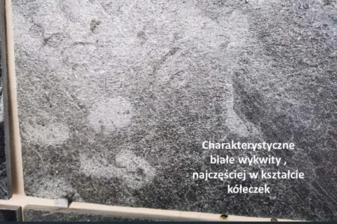 Szara płytka gresowa z charakterystycznym białym nalotem, tworzącym wzory przypominające kółeczka.