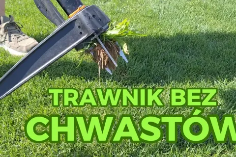 Jak pozbyć się płożących chwastów z trawnika? Skuteczne metody