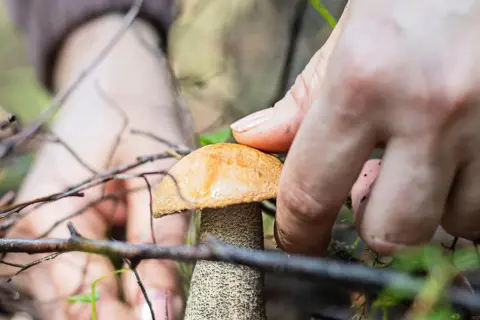 Mano recogiendo una seta anaranjada en el bosque. ¡Cuidado con las setas venenosas de Galicia!