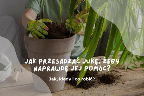 Ręce w rękawiczkach przesadzają jukę do nowej doniczki. Poradnik, jak to zrobić, by roślina rosła zdrowo.